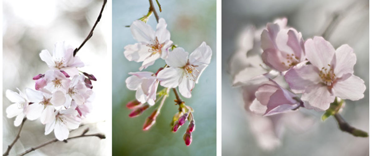 Blossom images